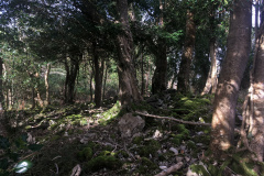 Cork-29