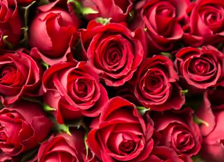 SMV: Valentinstag-Aktion
