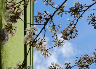 Frühling!!!